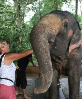 Sue feeds an elephant at Kuala Gandah Sanctuary, Malaysia