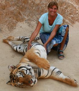 At the Tiger Temple, Thailand. Tummy scratch for the tiger.