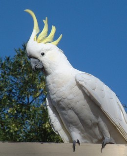 A sulfur-crested cockatoo on a porch rail in Canberra