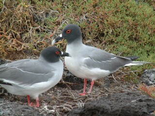 A pause between mutual preening.Two swallow-tailed gulls on Plaza Is.