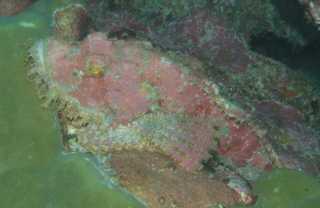 A Tassled Scorpionfish camouflaged on the coral