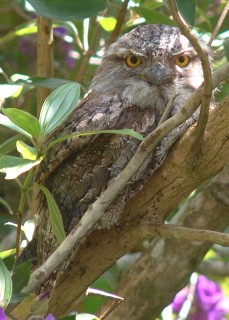 A Tawny Frogmouth, surprisingly alert in daytime