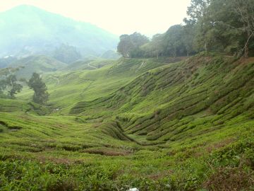 Beautiful Boh Tea Plantation, Cameron Highlands