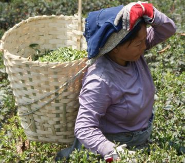 Tea plucker, Makaibari Organic Tea Estate