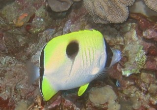 The teardrop butterflyfish is distinctive!