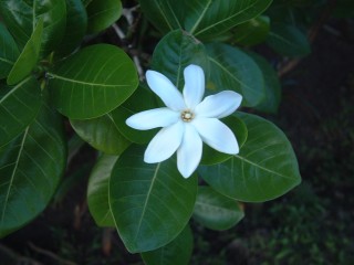 The tiare flower, a member of the gardenia family, and intoxicatingly fragrant.