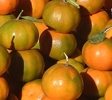 Timor, Indonesia is fairly dry, but they grow nice oranges