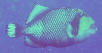 A Titan Triggerfish, known to attack divers when protecting her nest.