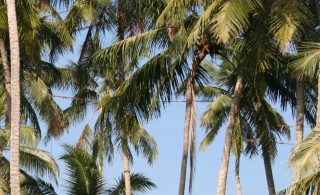 10m high, the toddy tapper lines join the palms