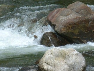 Yes, it is a duck riding a waterfall