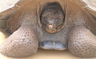 A giant tortoise and his puddle