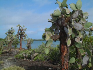 Opuntia trees on the nature trail beyond Tortuga Beach