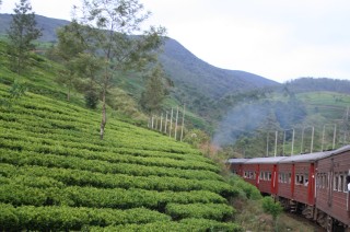 Tea fields, hills and the train to Haputale