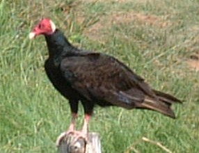 Turkey Vulture - not the Thanksgiving bird...