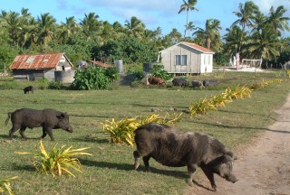 Pigs may outnumber humans on the island of Uiha.