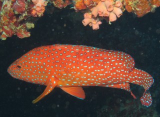 A Vermilion Rock Cod (aka Coral Grouper) cruises for food on the British Loyalty Wreck.