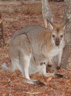 A red-necked wallaby with joey in Grampians NP.
