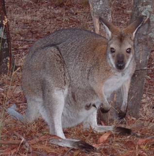 A red-necked wallaby with a joey in her pouch in the Grampians