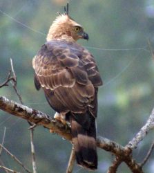 Wallace's hawk Eagle, juvenile. Sabah, Borneo