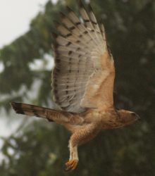 Wallace's Hawk Eagle, juvenile, in flight. Sabah, Borneo