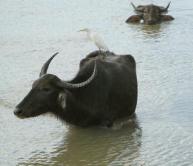 A water buffalo with cattle egret on its back