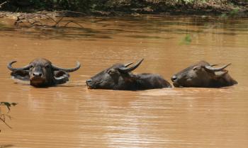 Water buffalo cooling off in a muddy pond