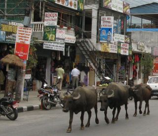 Water buffalos wandering Pokhara's main street