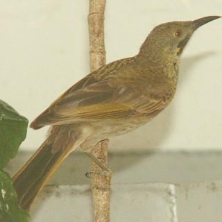 The Wattled Honeyeater, with its down-curved bill.