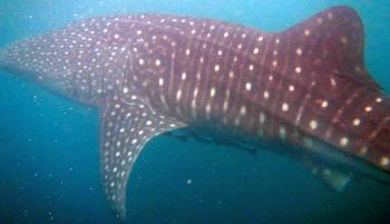 Our first whale-shark, nicknamed Tiny