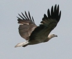 White Bellied Sea Eagle in flight