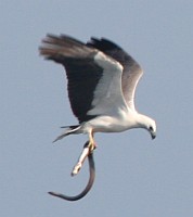 A White Bellied Sea Eagle takes a sea snake