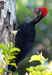 White-Bellied Woodpecker, Bonreo