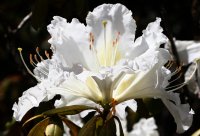 Rhododendron ludwigianum