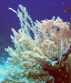 A stinging hydroid off Pulau Banta