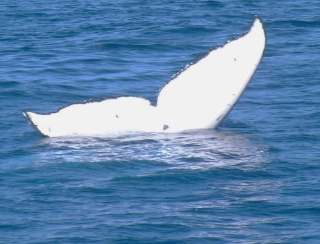 White whale tail