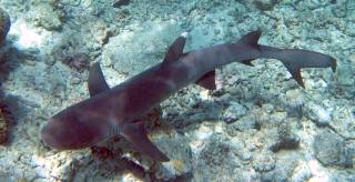A White-tip Reef Shark swims below us