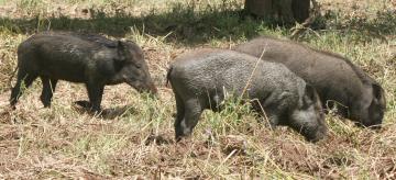 A family of wild boars