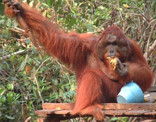 A mature male orangutan on the feeding platform