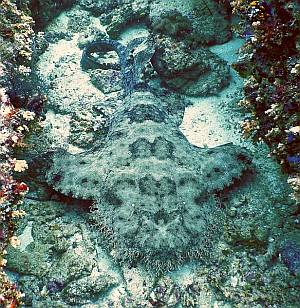 Weirdly beautiful tasseled wobbegong shark