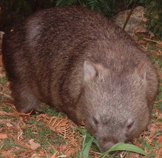 Wombats are cute, but destroy tents for food