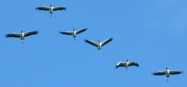 Wood Storks flying