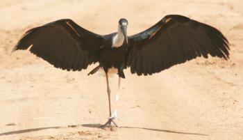 A Woolly Necked Stork displaying in Yala NP