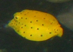 Juvenile Yellowboxfish