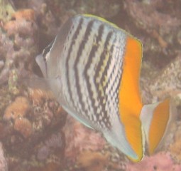 The yellowback butterflyfish is a bright fish on the Tongan reefs