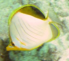 The Yellowhead Butterflyfish is 