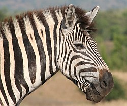Burchell's Zebra, Hluhluwe Park, KwaZulu Natal