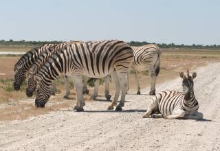 Sharing the road with zebra, in Etosha Park Namibia