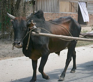 A zebu cart on Madagascar's main highway
