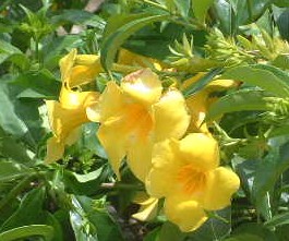 Allamanda flower