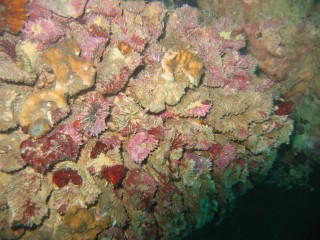 Coral encrustations cover the old wreck at 80 feet.